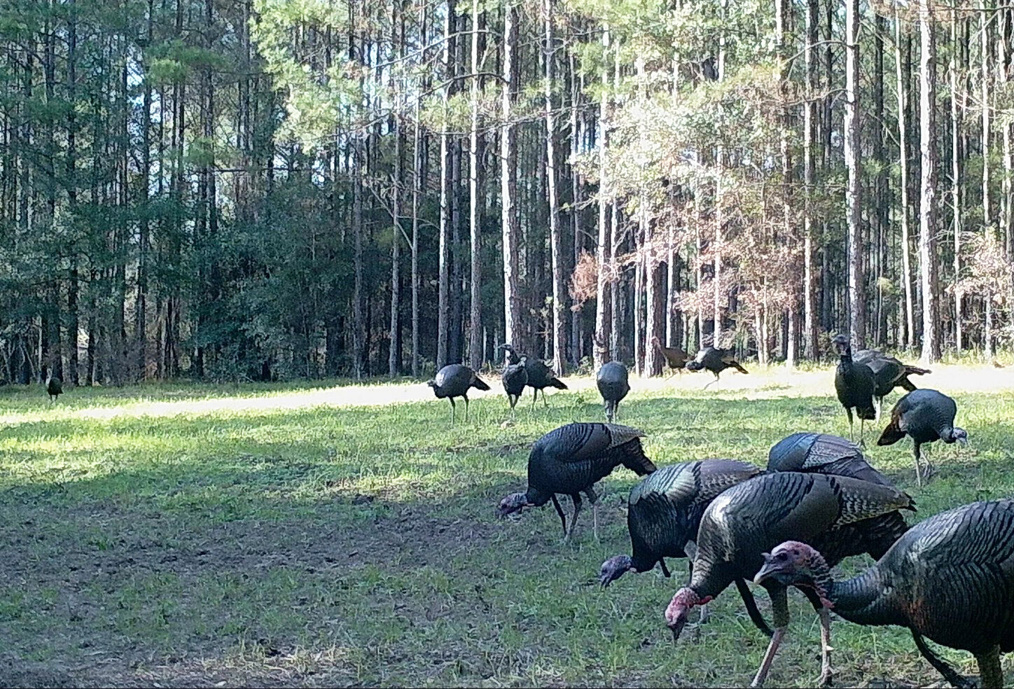 turkey2